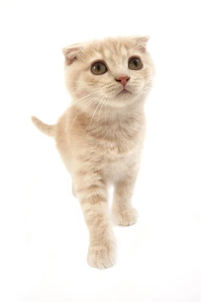Krem Skoç Katlı Kedisi Aylık Yavru Kedi Beyaz Arkaplan Karşı — Stok fotoğraf