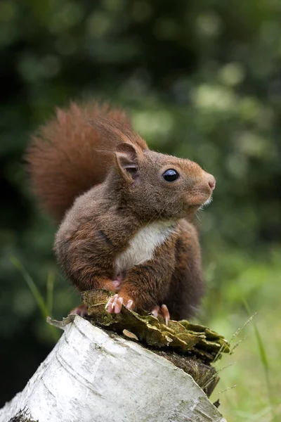Red Squirrel Sciurus Vulgaris Adult Standing Stump — стокове фото