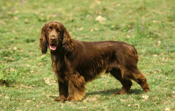 Çimenlerin üzerinde duran Spaniel Köpeği    