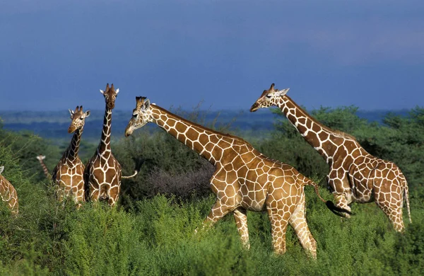 Geraffineerde Giraffe Giraffa Camelopardalis Reticulata Herd Samburu Park Kenia — Stockfoto