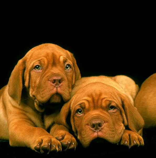Bordeaux Mastiff Dog Filhotes Que Colocam Contra Fundo Preto — Fotografia de Stock