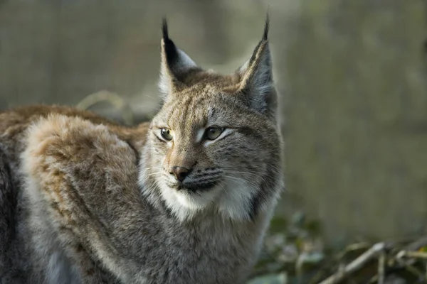 Lynx Siberiano Lince Lince Wrangeli — Fotografia de Stock