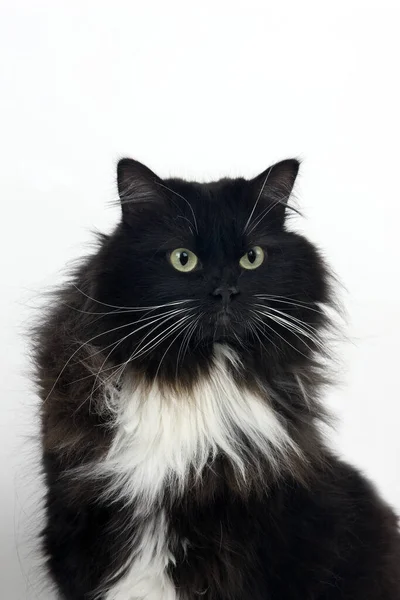 Schwarze Und Weiße Sibirische Hauskatze Weiblich Vor Weißem Hintergrund — Stockfoto
