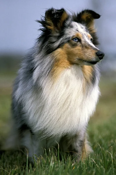 Shetland Sheepdog Felnőtt Gyepen — Stock Fotó