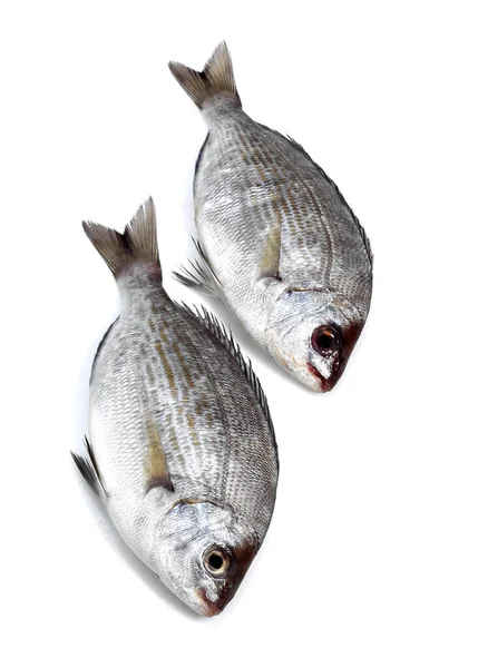Срібне Море Bream Pondyliosoma Cantharus Fresh Fish White Background — стокове фото