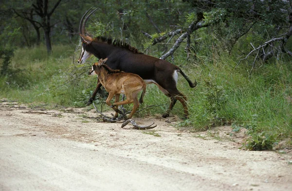 Sable Antelope Hippotragus Niger Mother Calf Crossing Trail Jihoafrická Republika — Stock fotografie