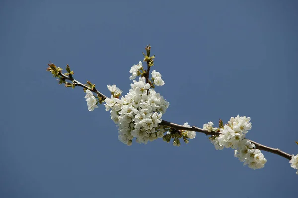 Ανθισμένη Κερασιά Prunus — Φωτογραφία Αρχείου