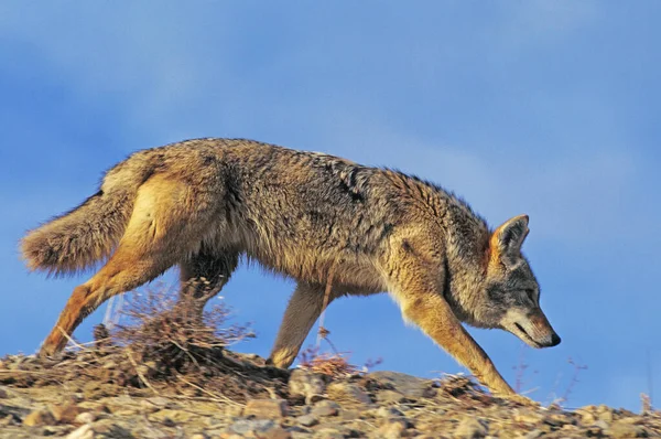 Coyote Canis Latrans Adult Walking Montana — Stock Photo, Image