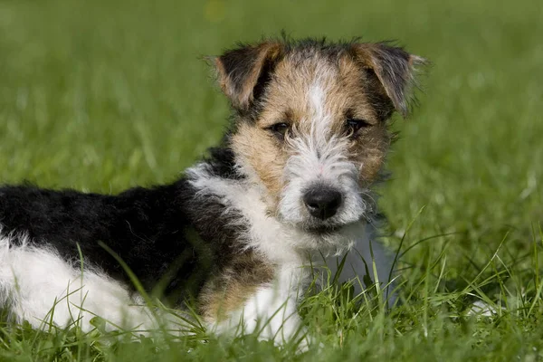 Wire Haired Fox Terrier Dog Filhote Cachorro Deitado Gramado — Fotografia de Stock