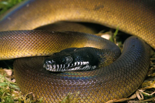 Branco Lipped Python Liasis Albertisi — Fotografia de Stock