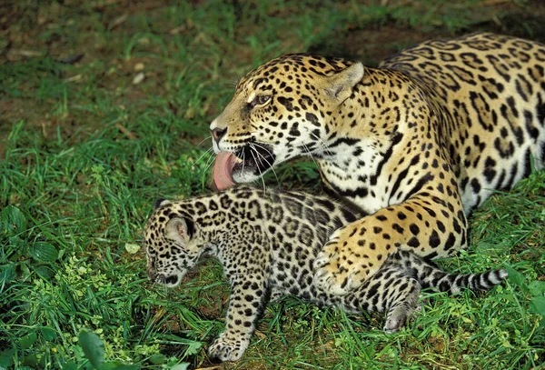 Jaguar Panthera Onca Mutter Leckt Junges — Stockfoto