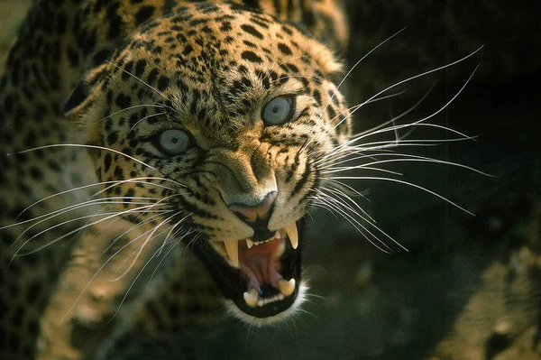 Leopárd Panthera Pardus Portré Felnőtt Vicsorgó — Stock Fotó