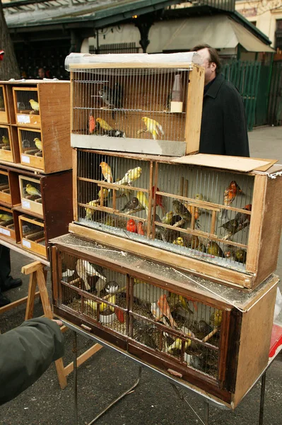 Oiseaux Cage Marché Aux Oiseaux Ile Cité Paris — Photo