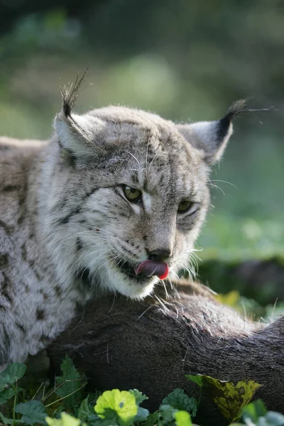 Lynx Europeu Felis Lynx Com Kill Roe Deer — Fotografia de Stock