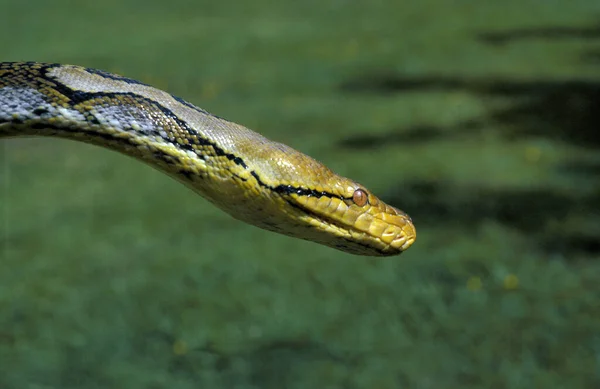 Reticulatus Python Reticulatus Head — стокове фото