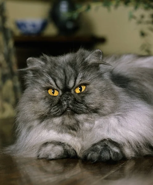 Smoke Persian Domestic Cat — Stock Photo, Image