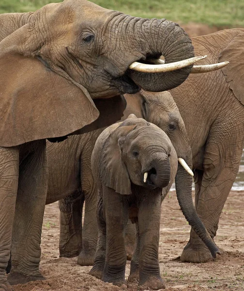 African Elephant Loxodonta Africana Mother Calf Samburu Park Kenya — Stock Photo, Image