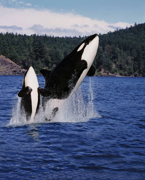 Killer Whale Orcinus Orca Matka Cielę Leaping Kanada — Zdjęcie stockowe