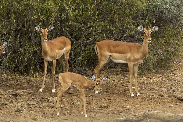 Impala Aepyceros Melampus Mother Young Masai Mara Park Kenya — Stock Photo, Image