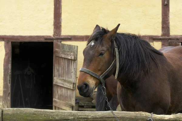 Cob法式纯种马和纯种马 — 图库照片