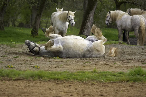 Percheron Draft Kuda Perancis Breed Rolling Belakang — Stok Foto