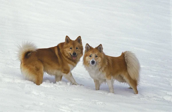 Islandhund Oder Islandhund Spielen Schnee — Stockfoto