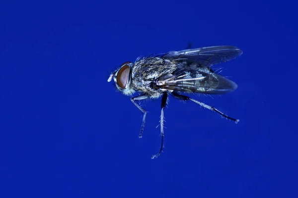 Housefly Musca Domestica Normandia — Fotografia de Stock