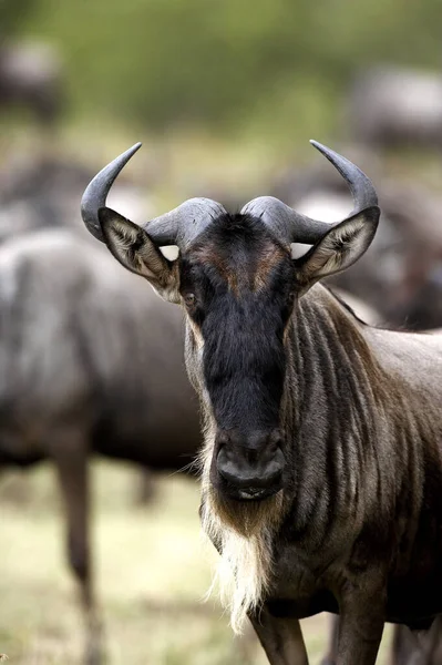 Blaue Gnus Connochaetes Taurinus Portrait Masai Mara Park Kenia — Stockfoto