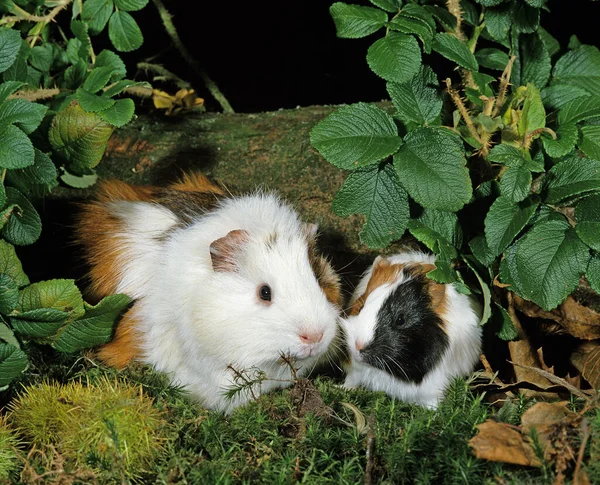 Marsvin Cavia Porcellus — Stockfoto