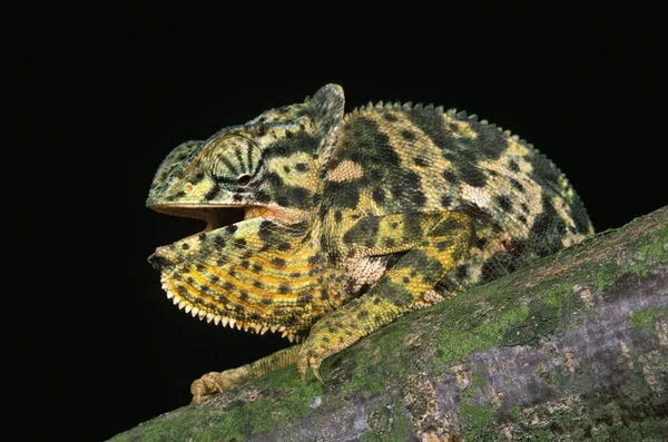 Flap Necked Chameleon Chamaeleo Ilepis Adult Open Mouth — стокове фото