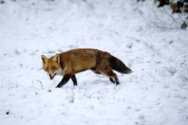 Zorro Rojo Vulpes Vulpes Adultos Caminando Sobre Nieve Normandía —  Fotos de Stock