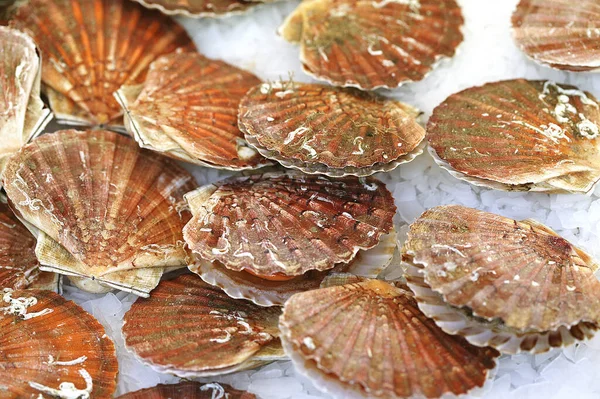 Buzlu taze neşter, pekten maksimum.  