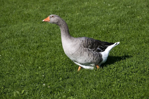Toulouse Domestic Goose Propate Foie Gras Франции — стоковое фото