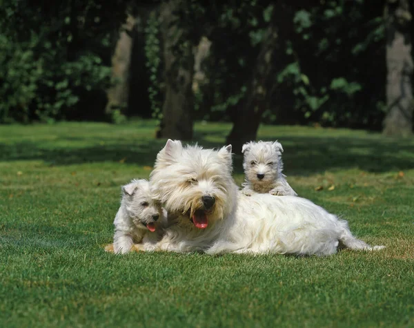 West Highland White Terrier Oder Westy Weibchen Mit Jungtier — Stockfoto