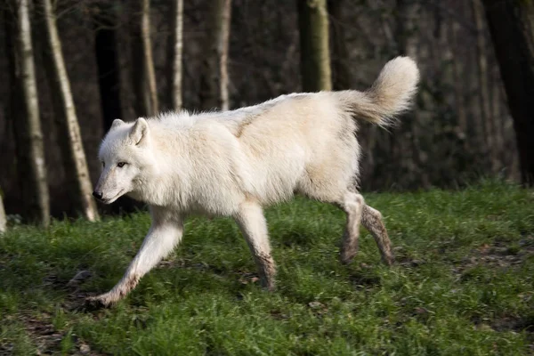 Lobo Ártico Canis Lupus Tundrarum — Foto de Stock