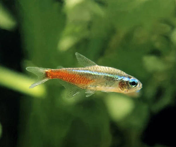 Neon Tetra Paracheirodon Innesi — Stok fotoğraf