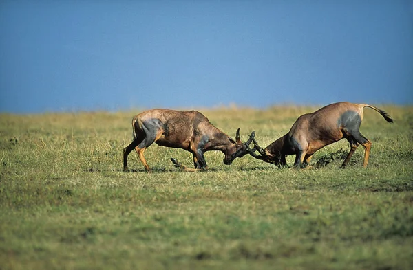 Topi Damaliscus Korrigum Männchen Kämpfen Masai Mara Park Kenia — Stockfoto