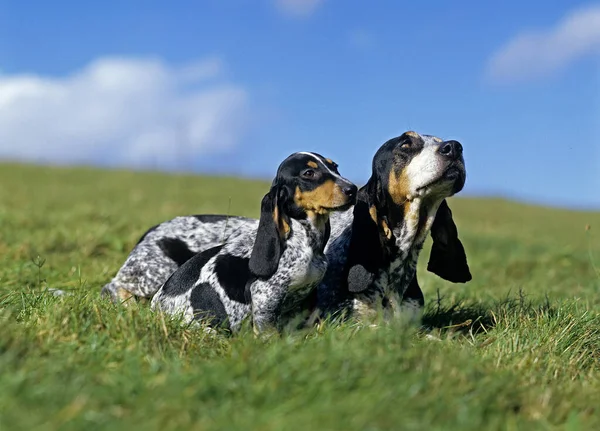 Gascony Blue Basset Basset Bleu Gascoe Dog Mother Pup Standing — 스톡 사진