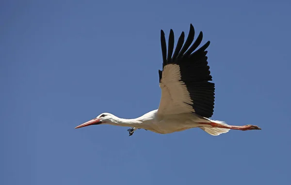 White Stork Ciconia Ciconia Adult Flight Blue Sky — Stock Photo, Image