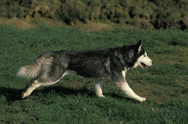 Perro Husky Siberiano Caminando Sobre Hierba — Foto de Stock