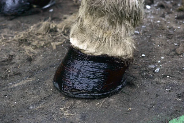 Herrero Zapatero Caballo Tiro —  Fotos de Stock