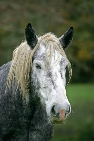 Percheron Draft Horse Természetes Háttér — Stock Fotó