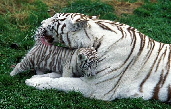 Beyaz Kaplan Panthera Tigris Anne Yalayan Yavru — Stok fotoğraf