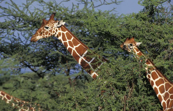 Giraffa Reticolata Giraffa Camelopardalis Reticulata Parco Samburu Kenya — Foto Stock