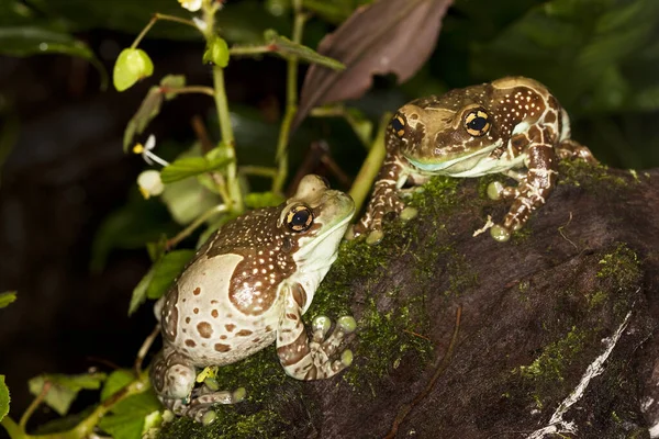 Amazon Milk Frog Phrynohyas Resinifictrix Dospělí — Stock fotografie