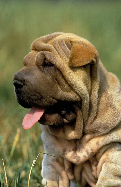 Shar Pei Dog Portret Pupa Językiem Wierzchu — Zdjęcie stockowe