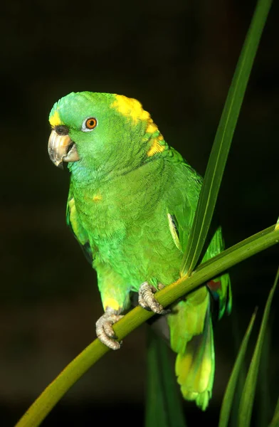 Yellow Naped Amazon Parrot Amazona Auropalliata Adult — Stock Photo, Image