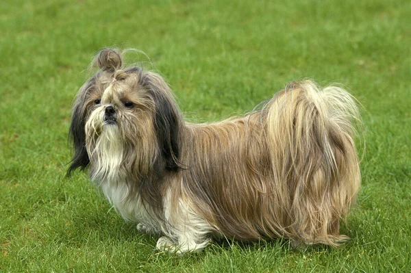 Shi Tzu Hund Steht Auf Rasen — Stockfoto