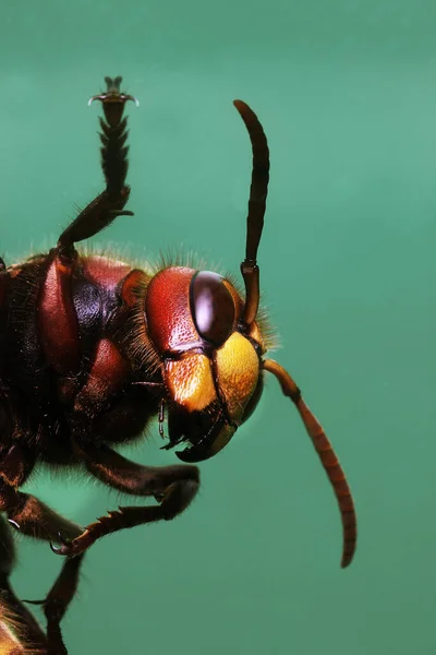 Hornet Vespa Crabo Adulto Normandia — Fotografia de Stock