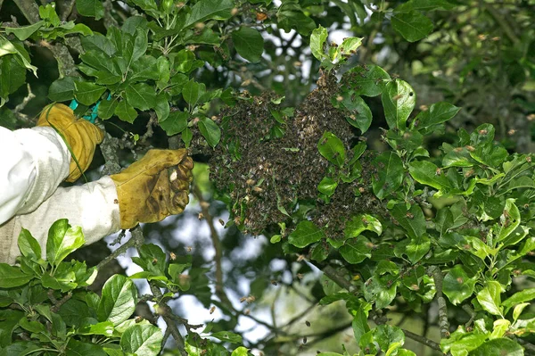 Pszczelarz Bierze Dziki Rój Przenosi Ula Normandii — Zdjęcie stockowe